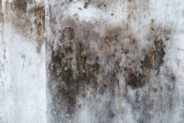Dehumidification Services in Sea Ranch, CA