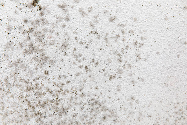 Trusted Sea Ranch, CA Mold Removal Experts